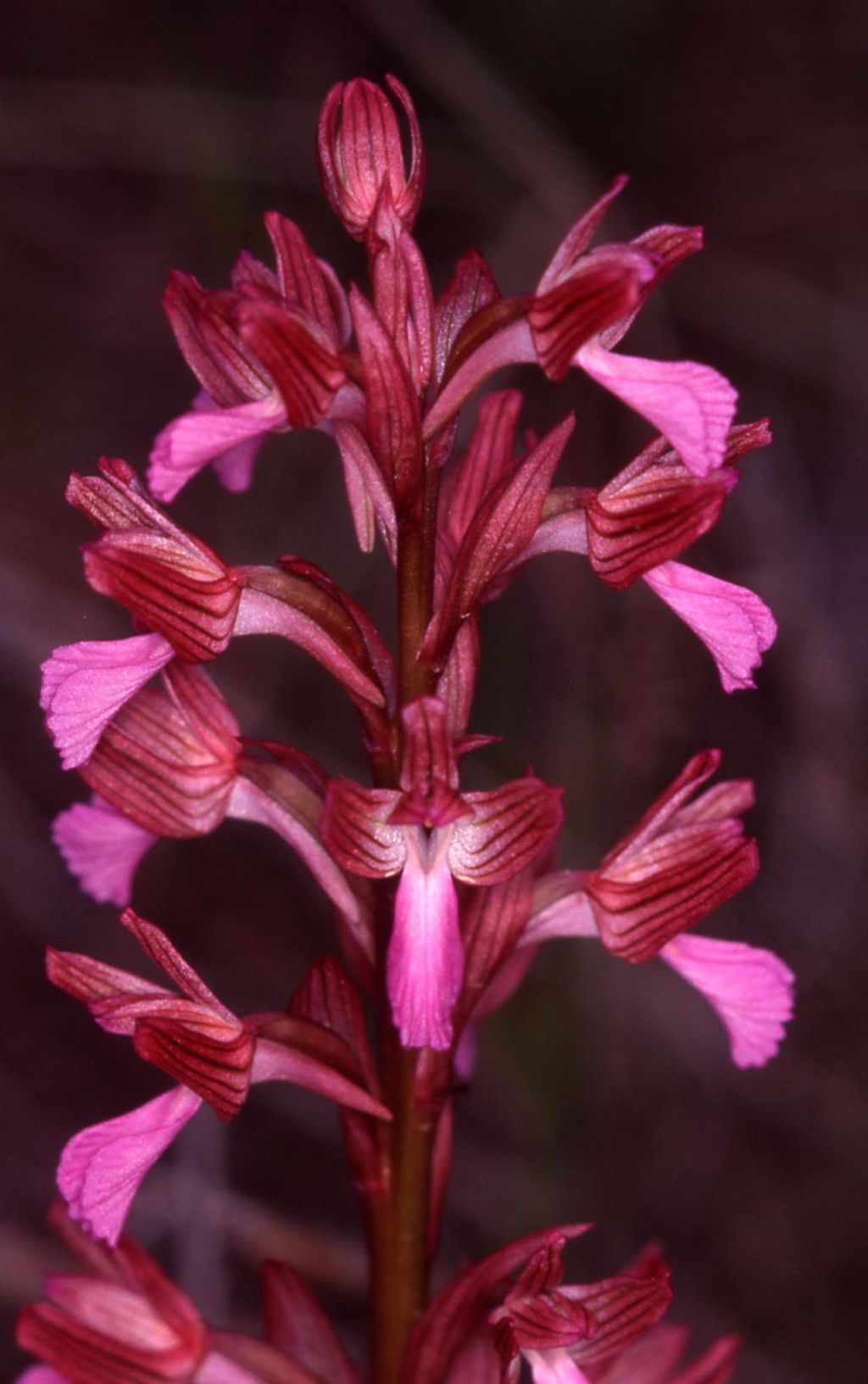 Anacamptis papilionacea